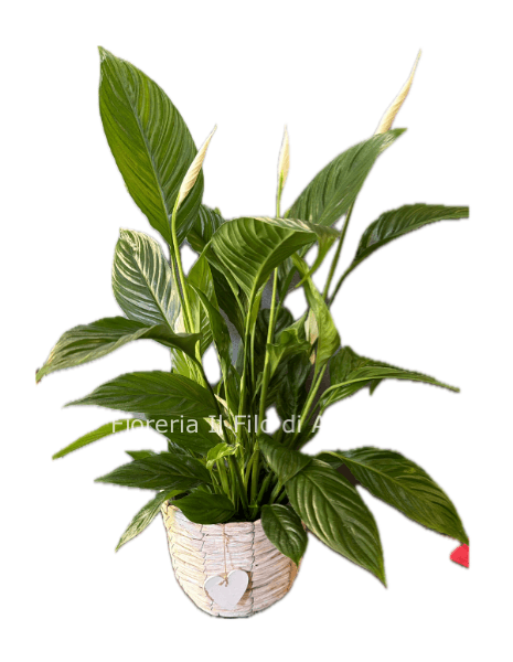 Pianta di Spathifillum