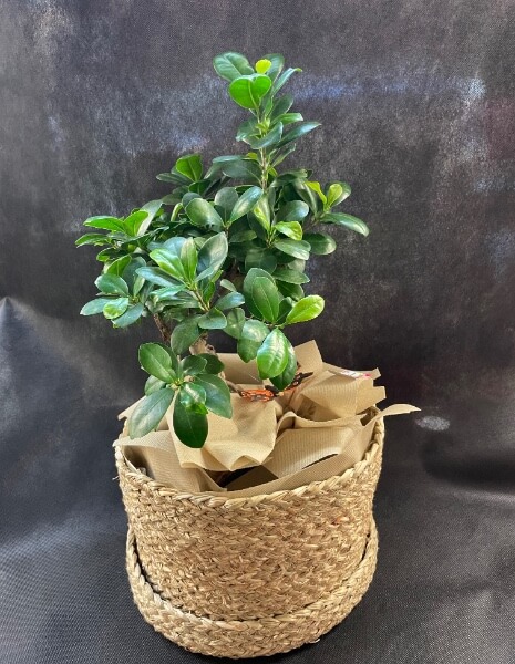 Pianta di Bonsai Ficus Ginseng