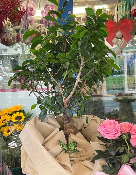 Pianta bonsai, varietà ficus ginseng senza cesto
