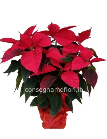 Stella di Natale Rossa - Piccola