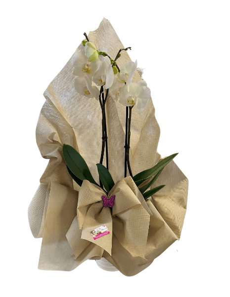 Pianta di Orchidea Phalaenopsis Bianca