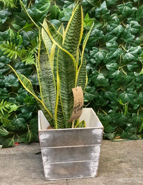 Pianta di Sansevieria - vaso decorativo non incluso