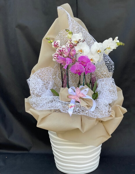 Vaso arredo con 3 Orchidee Phalaenopsis