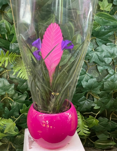 Pianta di Tillandsia con vaso in vetro