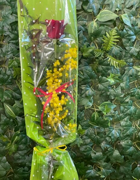 Rosa Rossa a stelo lungo con Mimosa