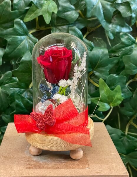 Rosa stabilizzata Rossa