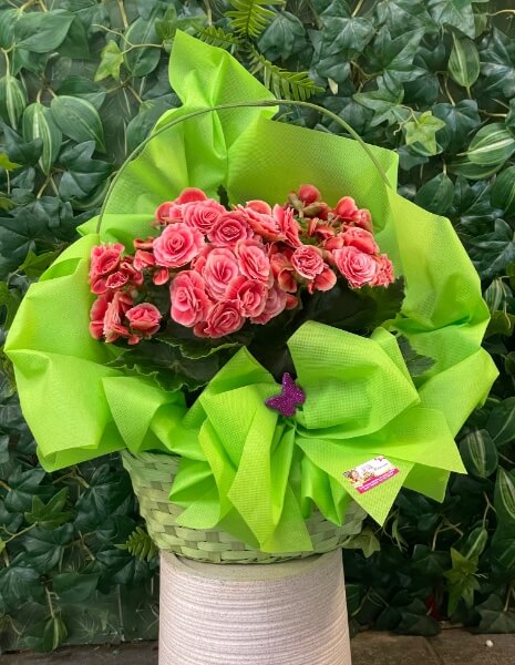 Pianta di Begonia