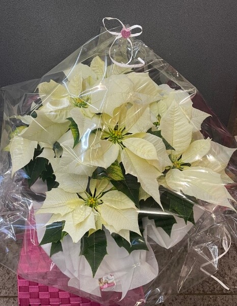 Stella di Natale Bianca