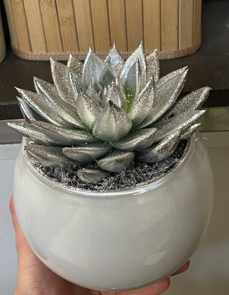 Pianta di Echeveria 