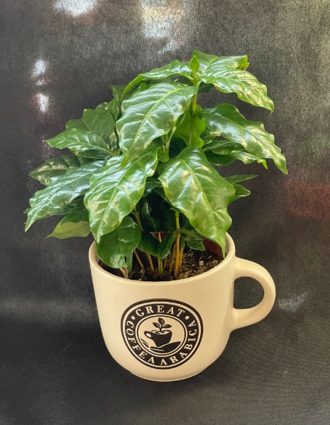 Pianta del caffè con tazzone