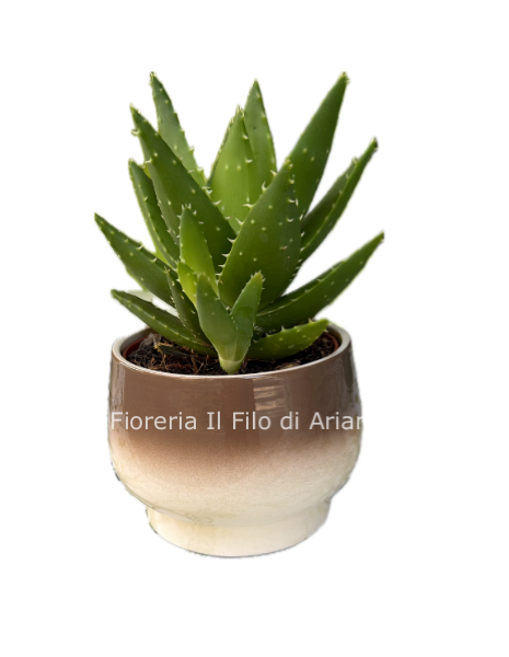 Piantina di aloe con vasetto