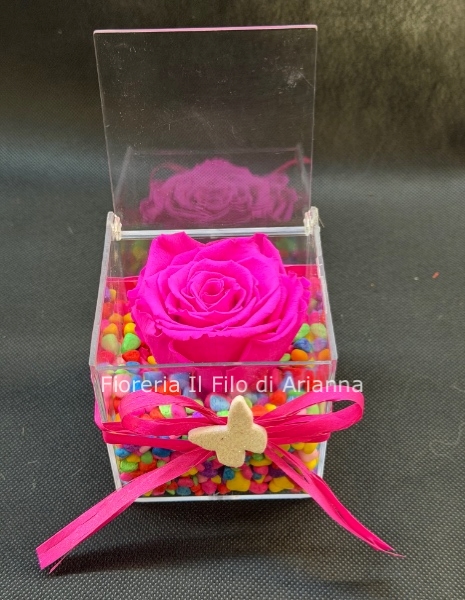 Rosa Fucsia